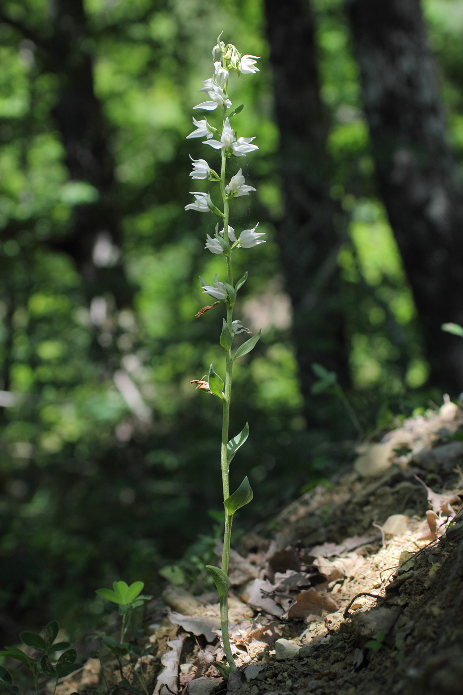 Изображение особи Cephalanthera epipactoides.