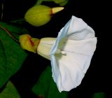 View full-size image Calystegia silvatica