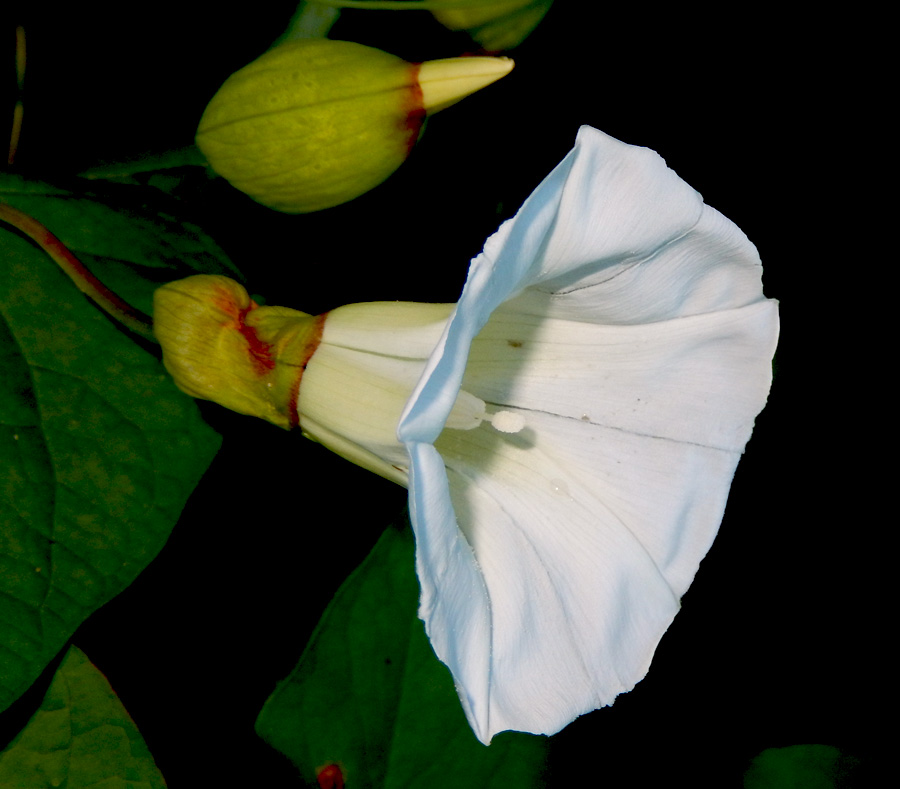 Изображение особи Calystegia silvatica.