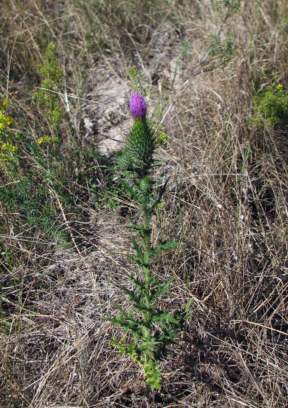 Изображение особи Cirsium vulgare.