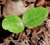 Hedera helix