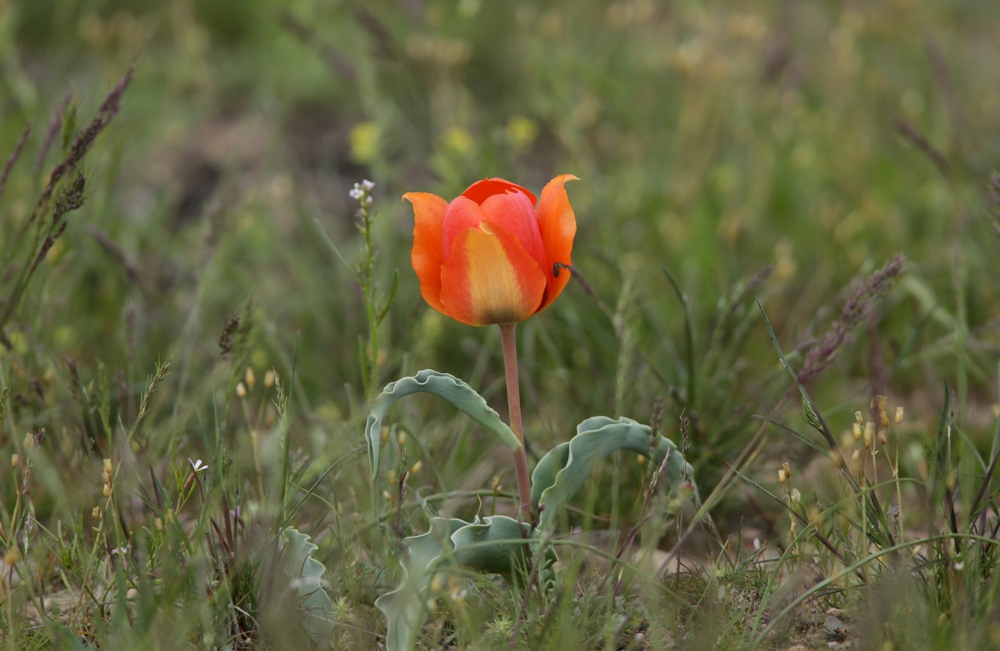 Изображение особи Tulipa alberti.