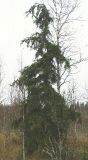 Picea × fennica. Взрослое дерево. На переходных и низинных болотах ель часто оказывается с согнутой верхушкой. Карелия, недалеко от Петрозаводска, конец сентября.