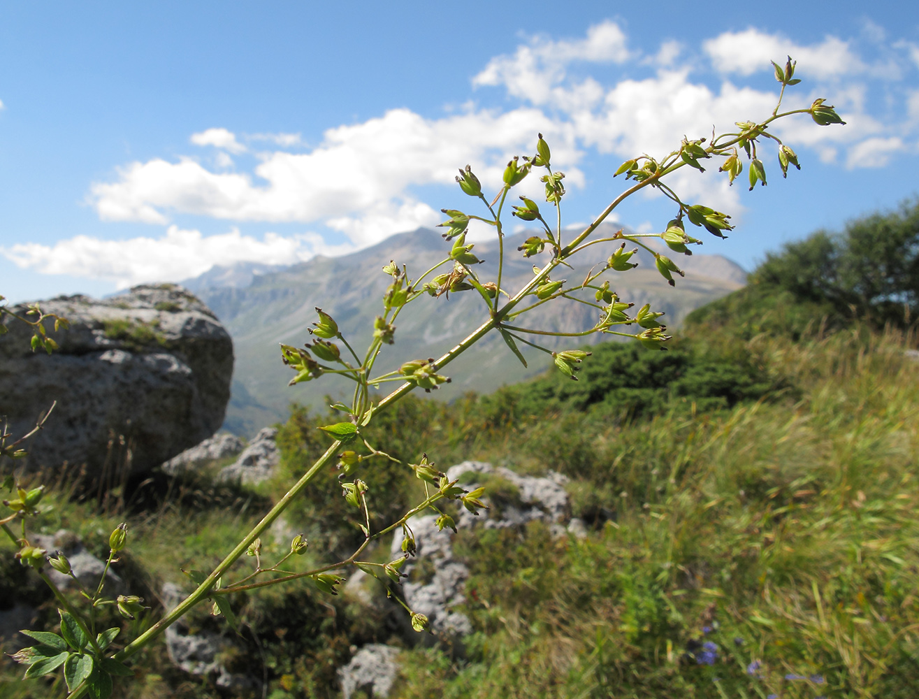 Image of Thalictrum minus specimen.