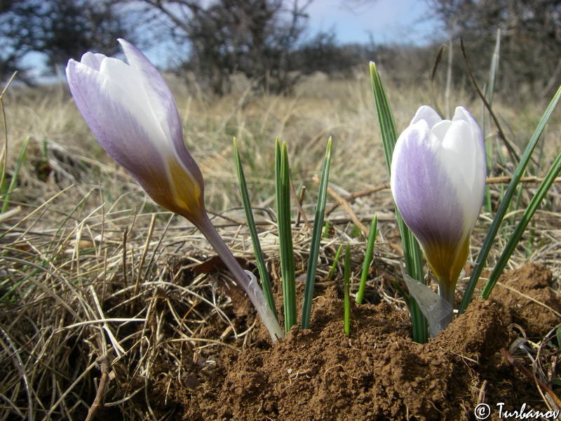 Image of Crocus tauricus specimen.