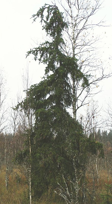 Image of Picea &times; fennica specimen.