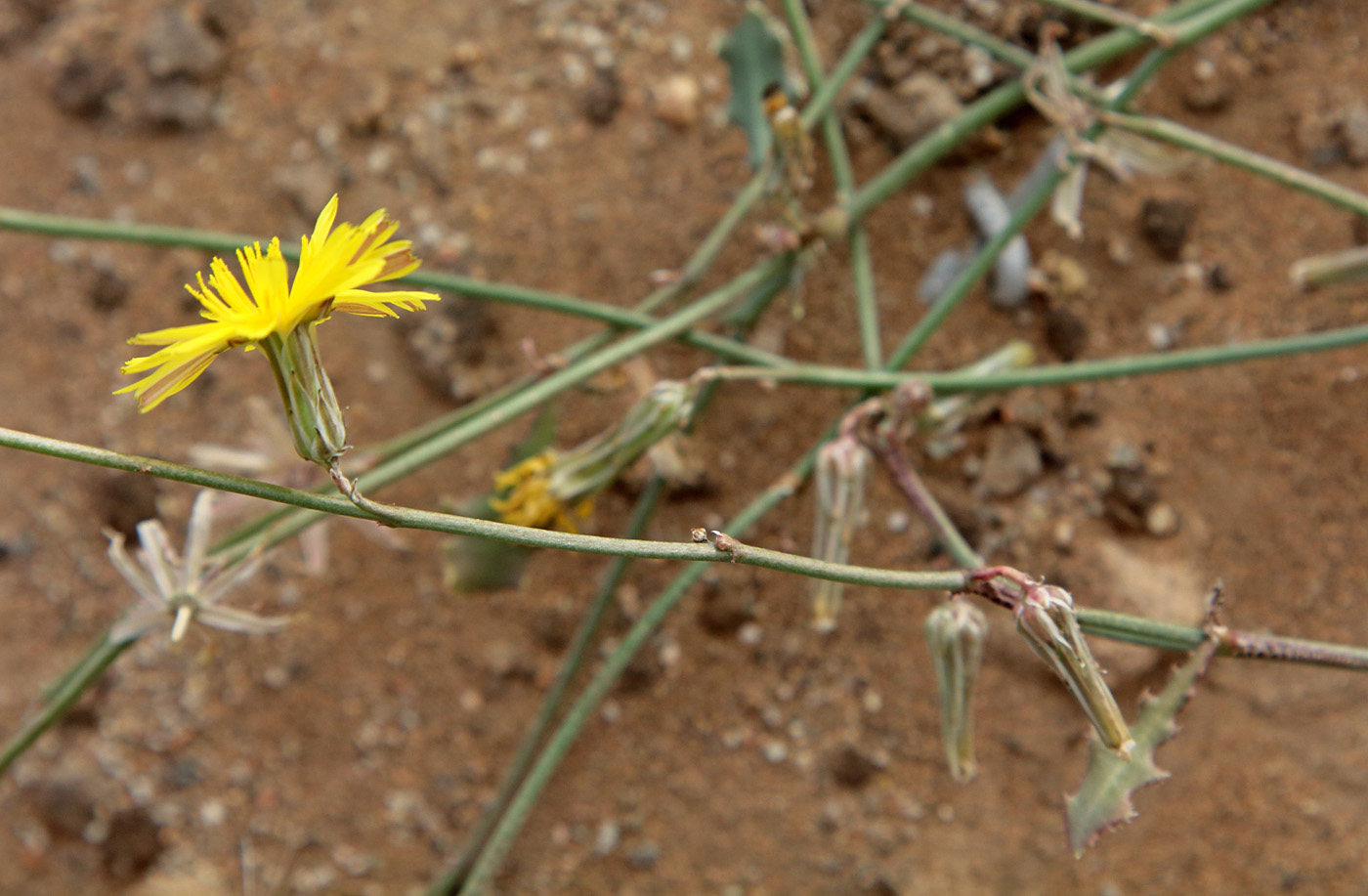 Изображение особи Paramicrorhynchus procumbens.