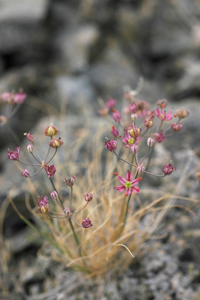 Image of Allium subtilissimum specimen.