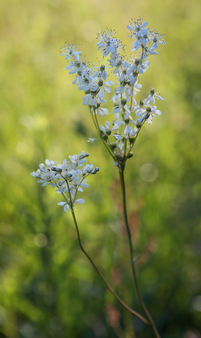 Image of Filipendula vulgaris specimen.