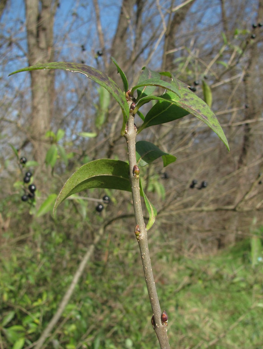 Image of Ligustrum vulgare specimen.