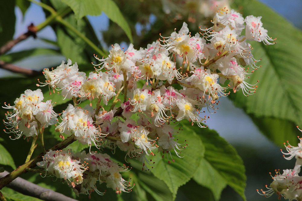 Изображение особи Aesculus hippocastanum.