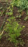 Daucus sativus