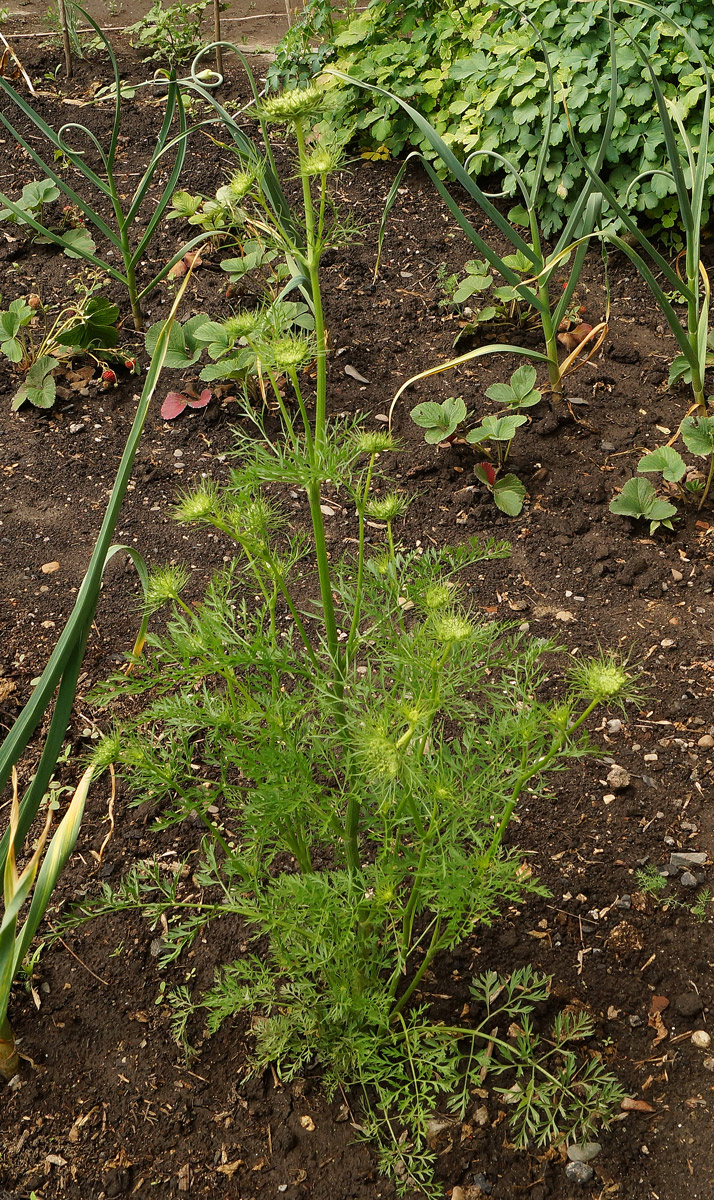Image of Daucus sativus specimen.