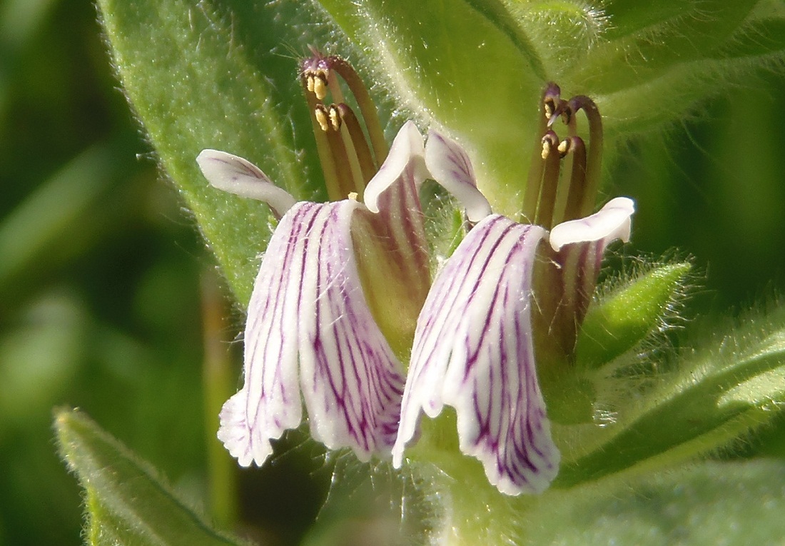 Image of Ajuga laxmannii specimen.