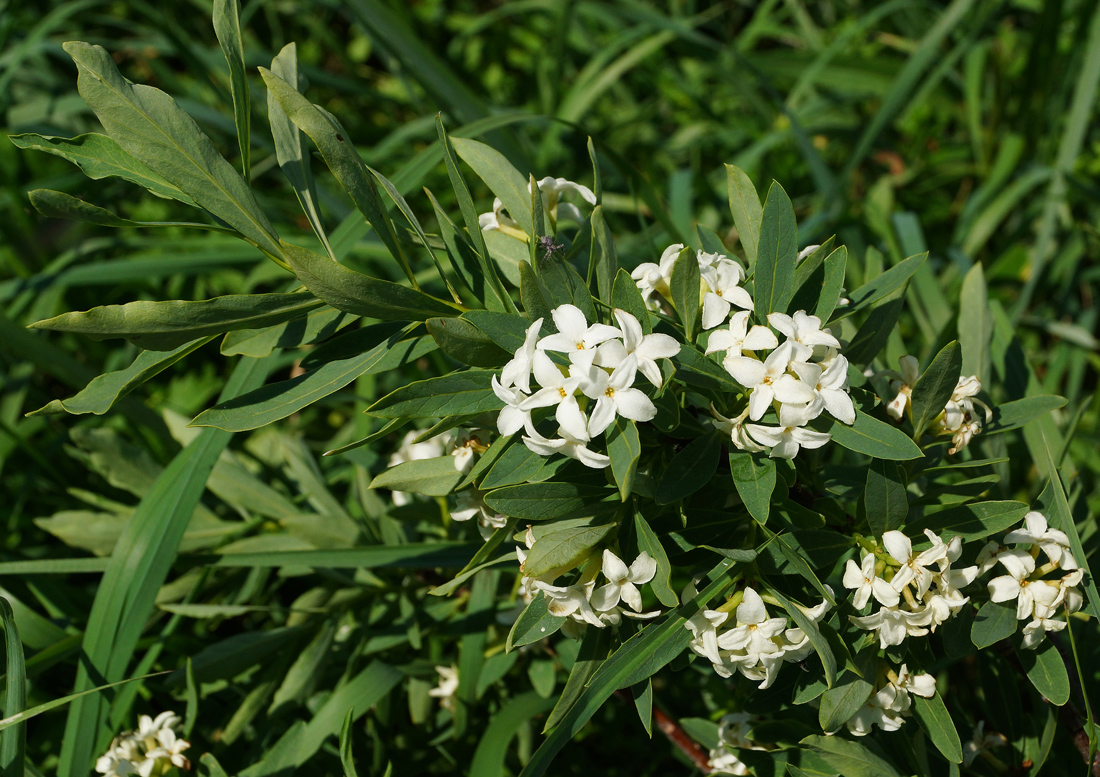 Image of Daphne altaica specimen.