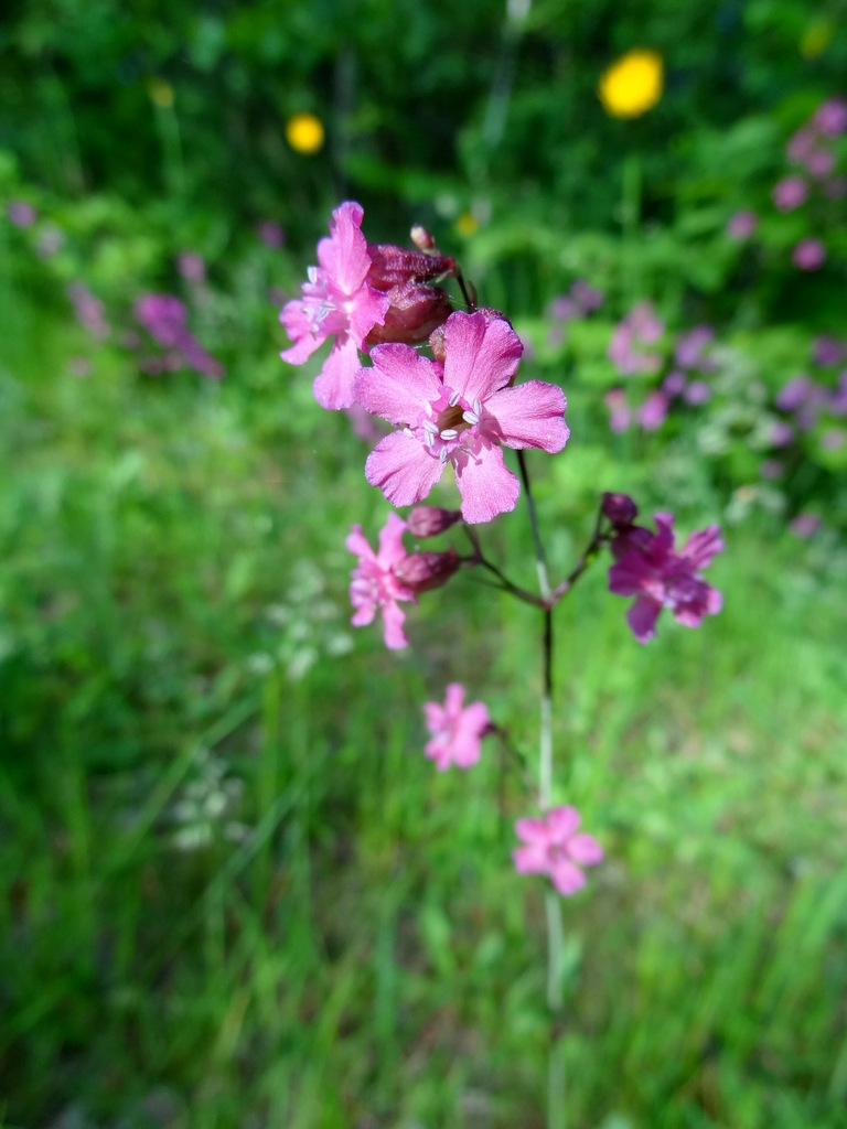 Изображение особи Viscaria vulgaris.