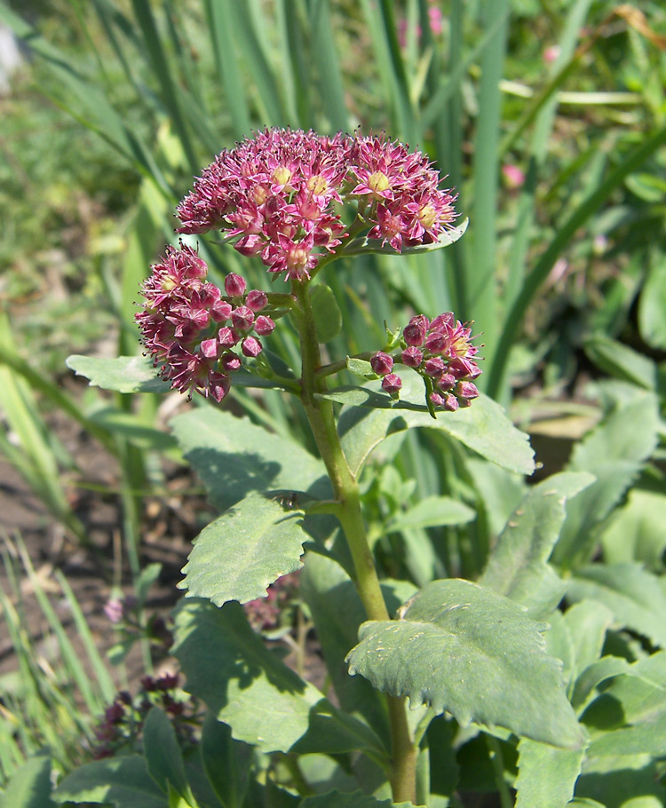 Изображение особи Hylotelephium carpaticum.