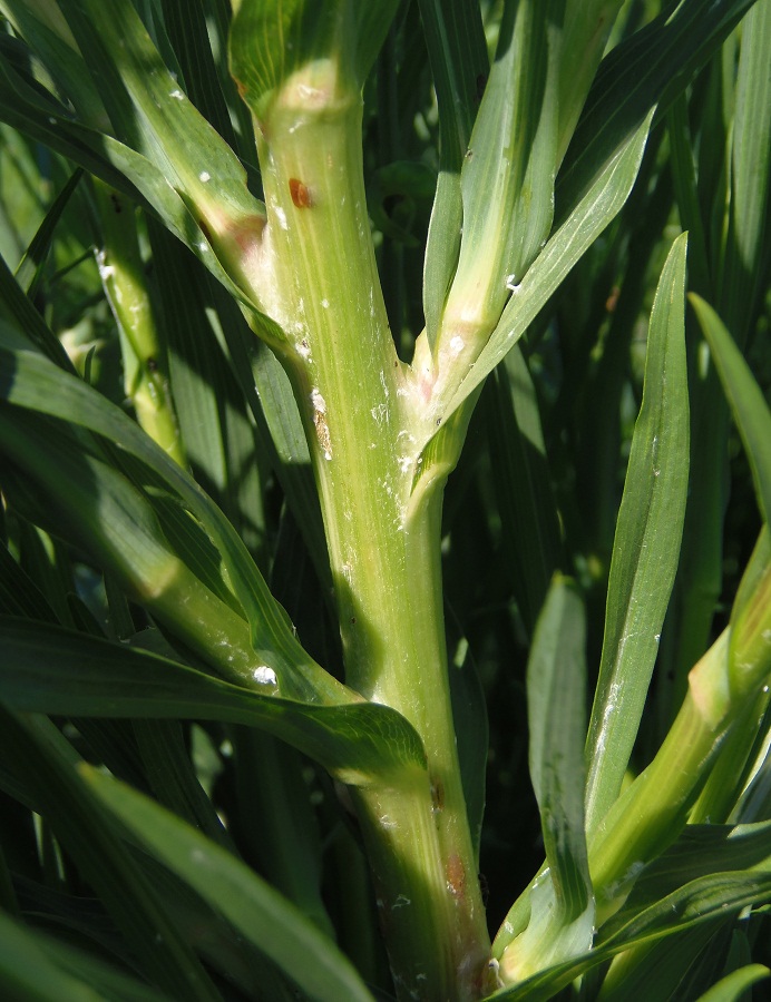 Image of Tragopogon dasyrhynchus specimen.