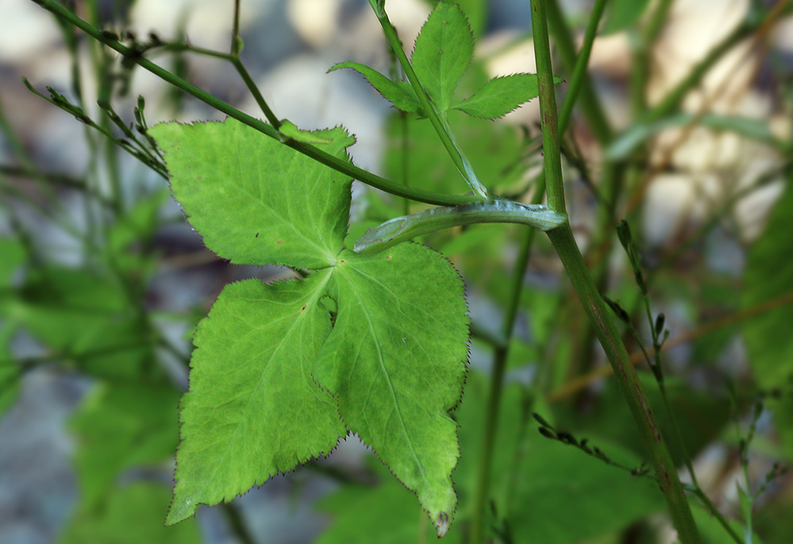 Image of Cryptotaenia japonica specimen.