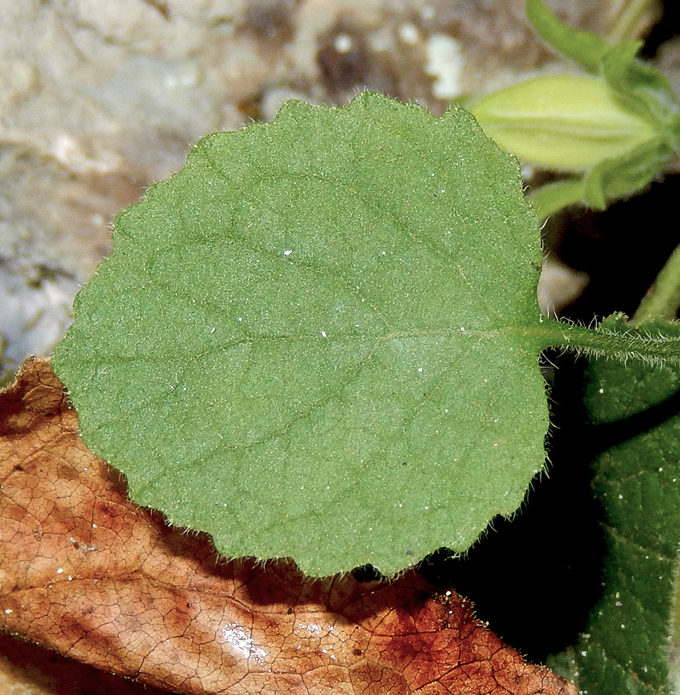 Image of Campanula pendula specimen.