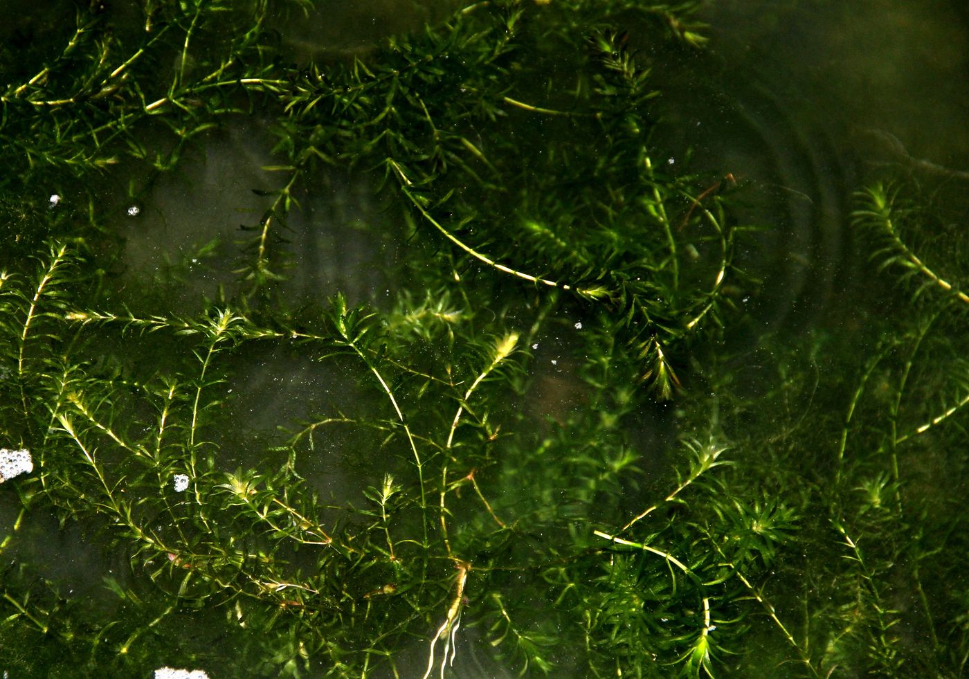 Изображение особи Hydrilla verticillata.