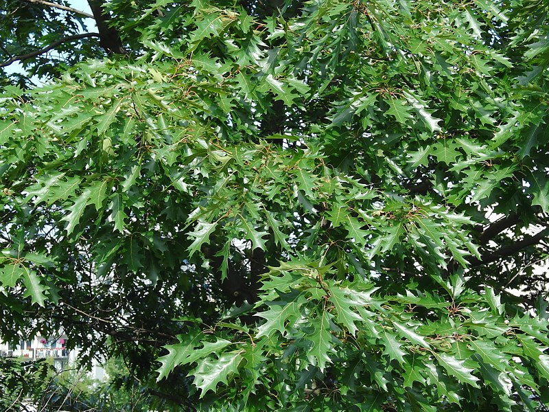 Image of Quercus rubra specimen.