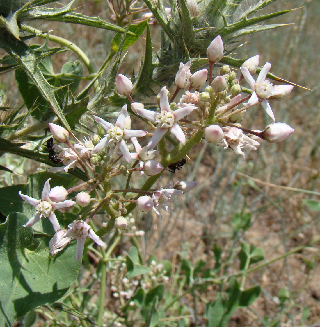 Image of Cynanchum acutum specimen.