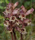 Orobanche gracilis