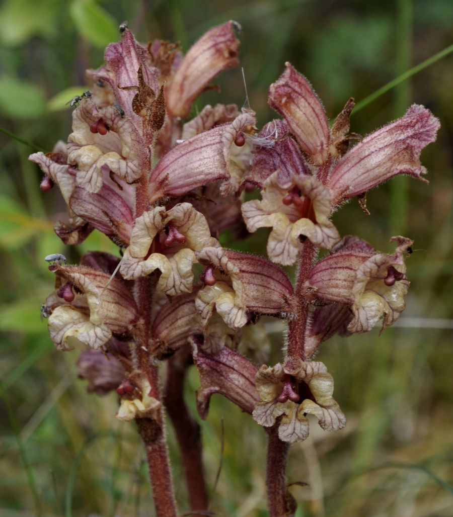 Изображение особи Orobanche gracilis.