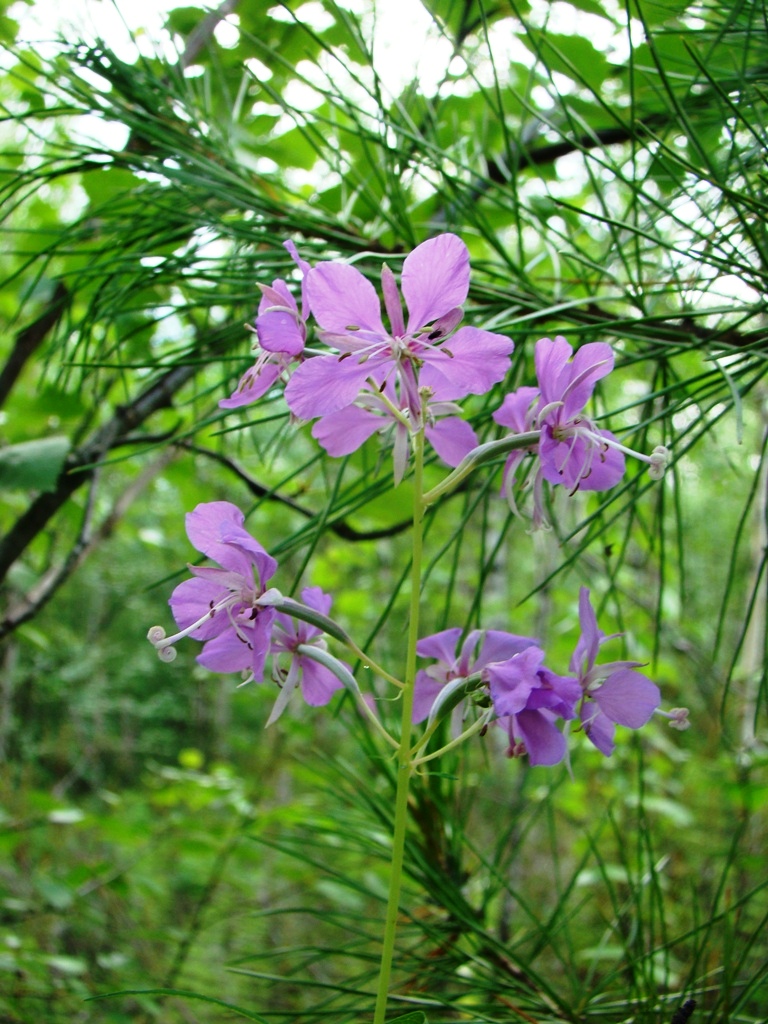 Image of Chamaenerion angustifolium specimen.