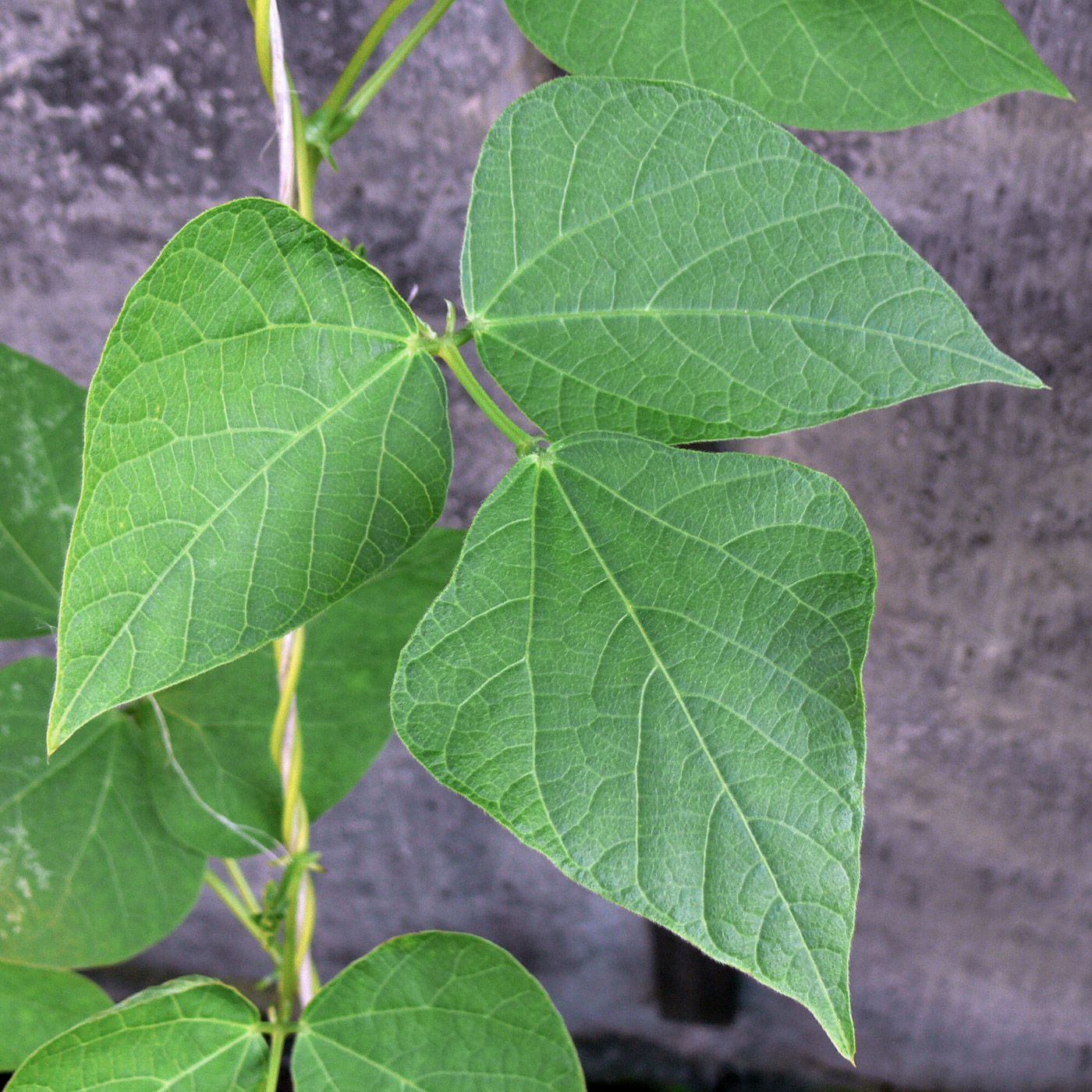 Image of Phaseolus coccineus specimen.