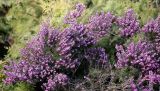 genus Erica