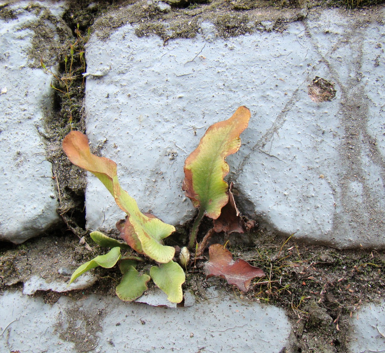 Image of Phyllitis scolopendrium specimen.