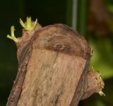 Cerbera odollam