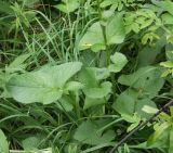 Ligularia lydiae