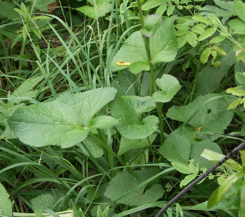 Image of Ligularia lydiae specimen.