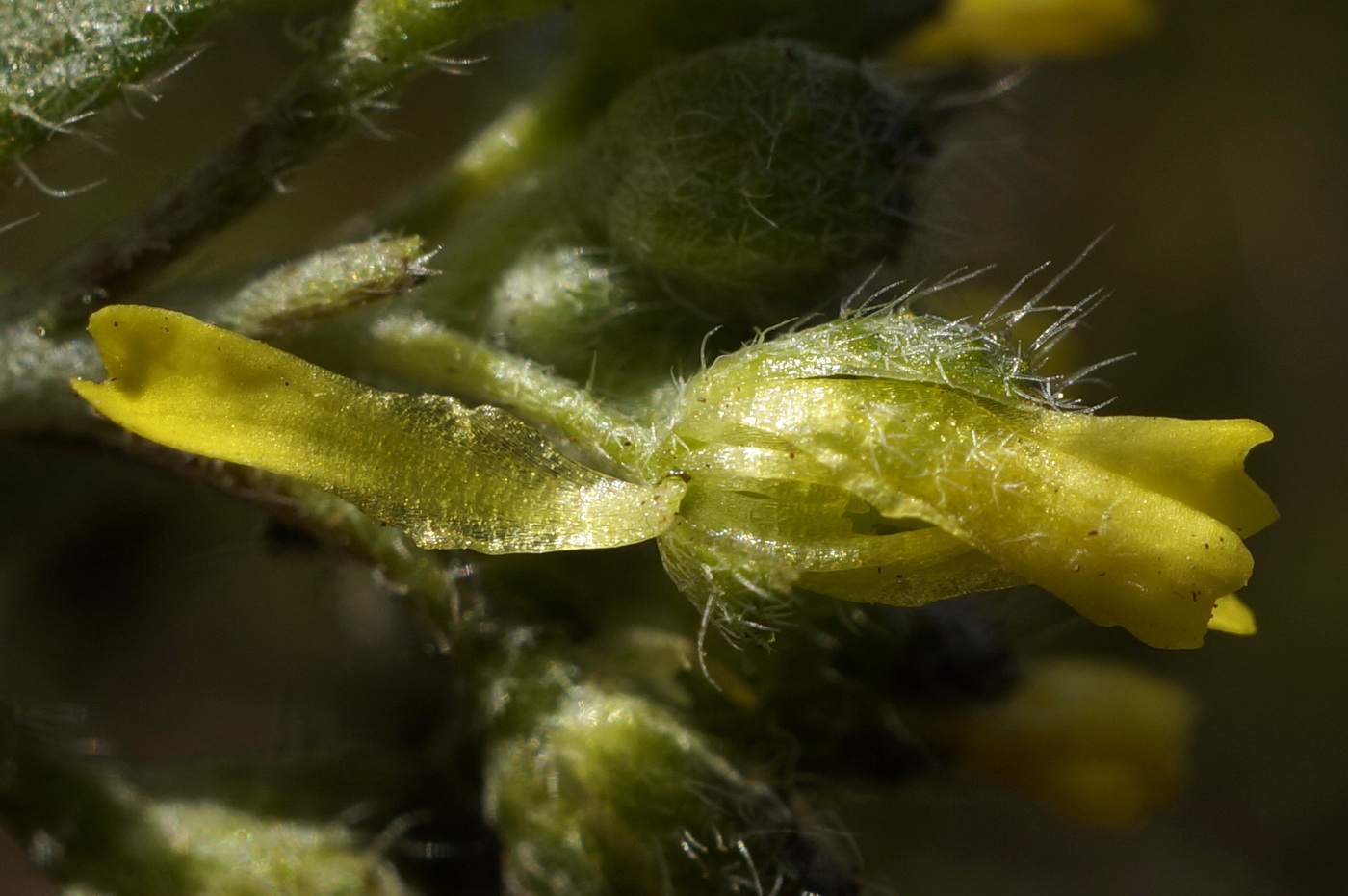 Image of Alyssum minutum specimen.