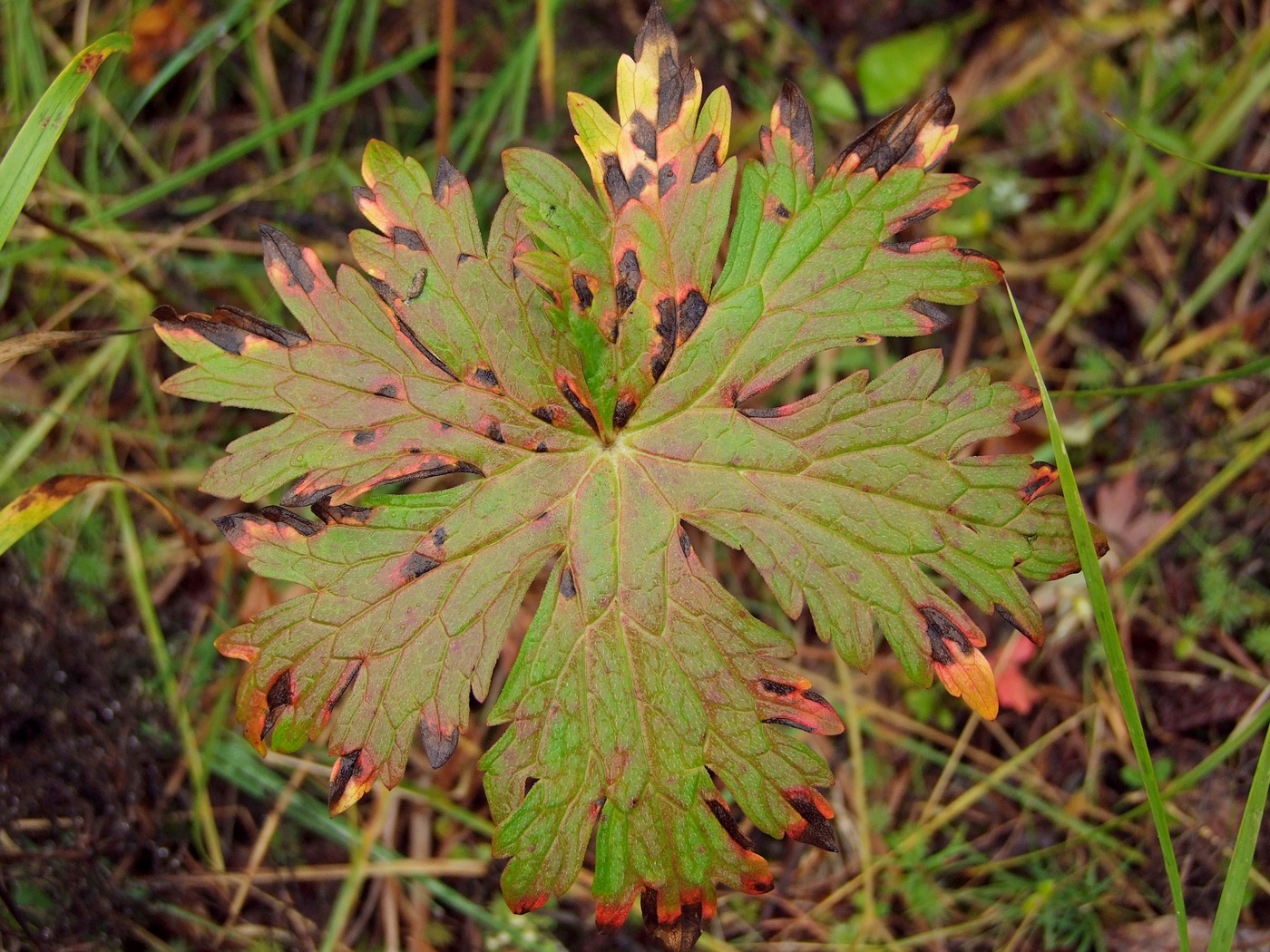 Image of Geranium erianthum specimen.