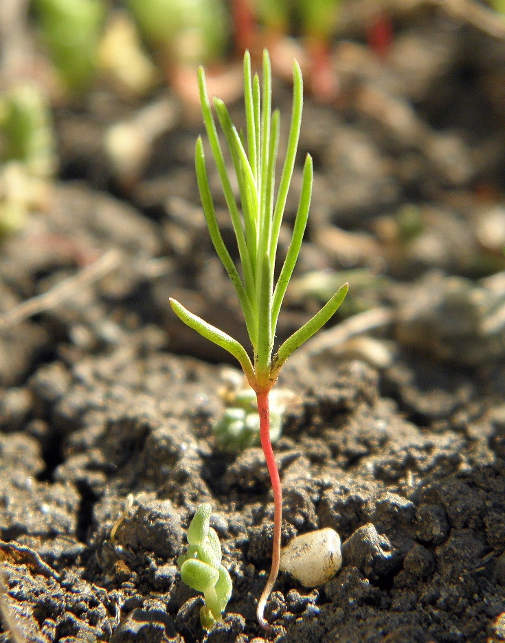 Image of Polycnemum majus specimen.