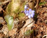 Hepatica nobilis