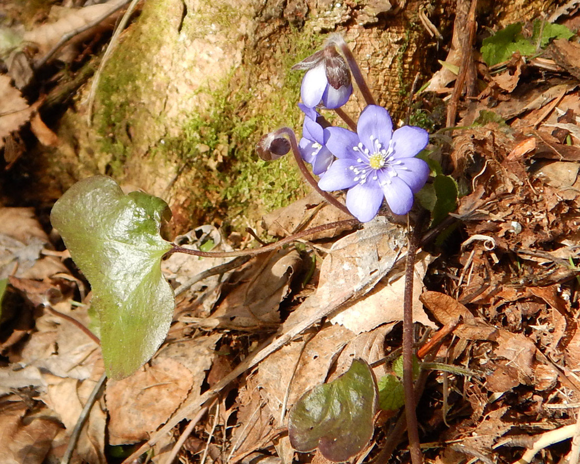 Image of Hepatica nobilis specimen.