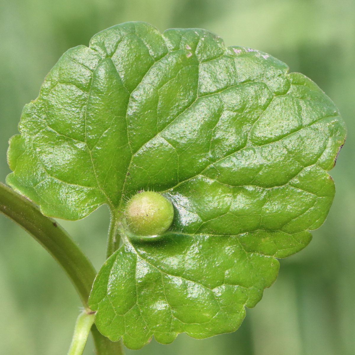 Image of Glechoma hederacea specimen.