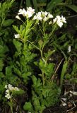 Cardamine amara