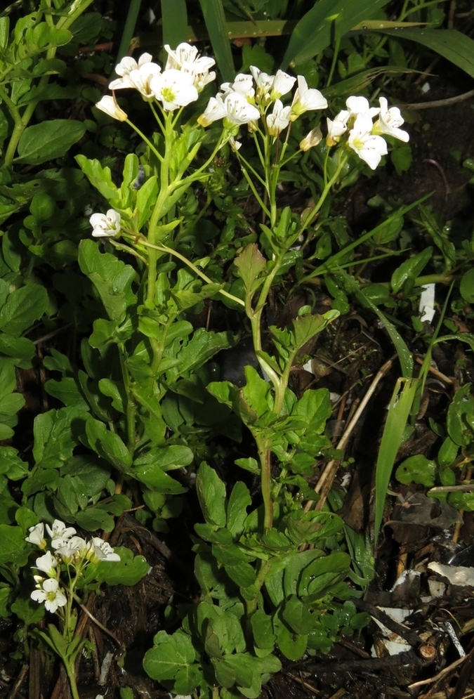 Изображение особи Cardamine amara.