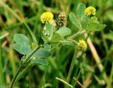 Medicago lupulina. Побег с соцветиями и зреющими соплодиями. Санкт-Петербург, двор Санкт-Петербургского гос. университета. 28.07.2009.