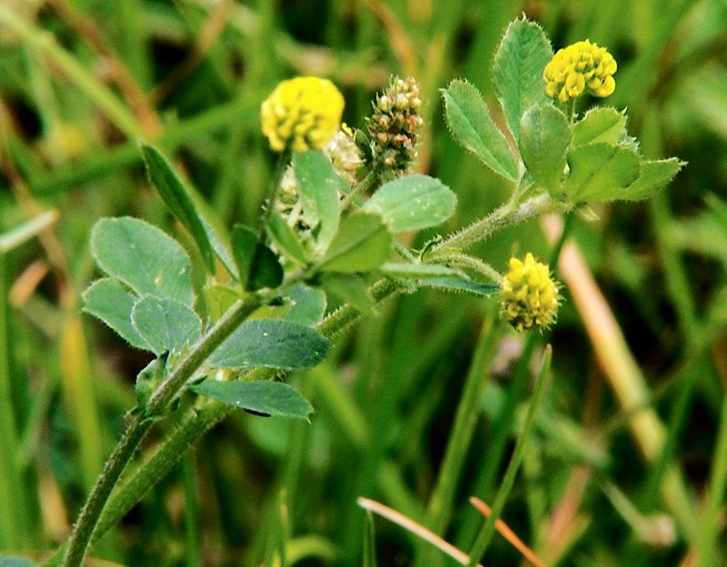 Image of Medicago lupulina specimen.