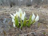 Lysichiton camtschatcensis