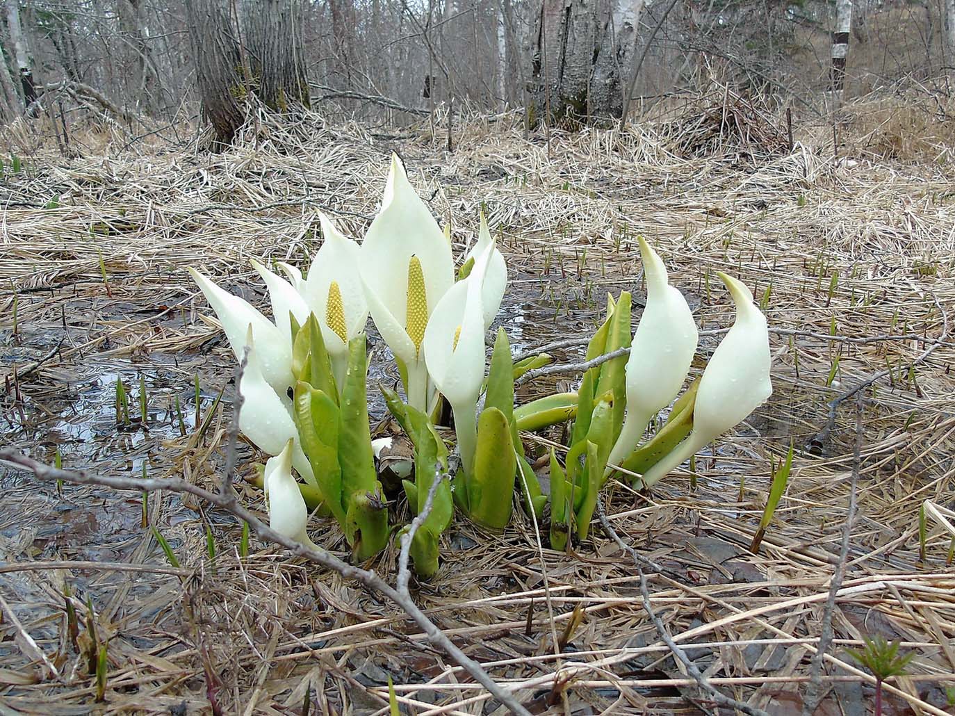 Image of Lysichiton camtschatcensis specimen.