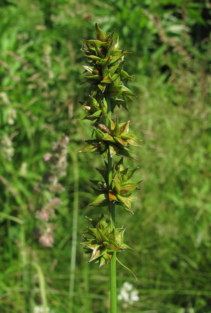 Изображение особи Carex polyphylla.