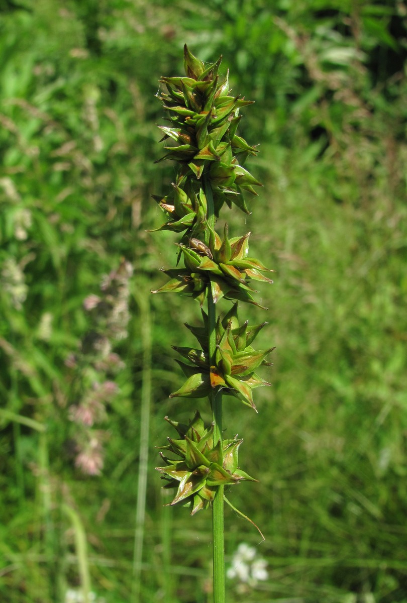 Image of Carex polyphylla specimen.